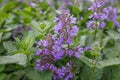 Eastern catmint, racemose catmint, and dwarf catnip.