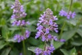 Eastern catmint, racemose catmint, and dwarf catnip.