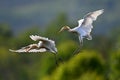 Eastern Cattle Egret