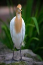 Eastern cattle egret, Bubulcus coromandus