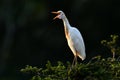 Eastern Cattle Egret