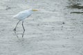 Eastern Cattle Egret in mud