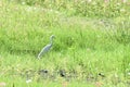 Eastern cattle egret