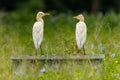 Eastern Cattle Egrets perching on a man-made well in a yard