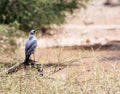 Eastern Chanting Goshawk (Melierax poliopterus) Royalty Free Stock Photo