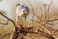 Eastern Chanting Goshawk With Prey Royalty Free Stock Photo