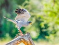 Eastern Chanting Goshawk taking off from a dead tree Royalty Free Stock Photo