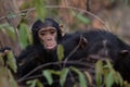 Eastern chimpanzee infant Royalty Free Stock Photo
