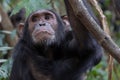 Eastern chimpanzee Royalty Free Stock Photo