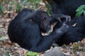 Eastern chimpanzees grooming Royalty Free Stock Photo