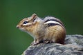 Eastern Chipmunk