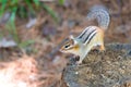 Eastern Chipmunk atop a wood stump, takes a look around his summer setting.