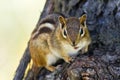 Eastern Chipmunk Begging For Food