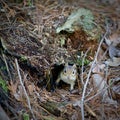 Eastern Chipmunk in a Burrow Royalty Free Stock Photo