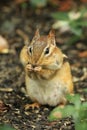 Eastern Chipmunk with cheeks full of food Royalty Free Stock Photo