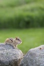 Eastern chipmunk portrait with out of focus background