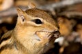 Eastern Chipmunk - Tamias striatus