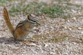 A eastern chipmunk eats on the ground