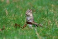 Eastern Chipmunk in Fall Grass Taking a Look Around