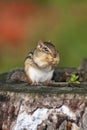 Eastern chipmunk filling his cheeks with snacks. Royalty Free Stock Photo
