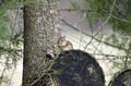 Eastern Chipmunk on firewood log, Georgia, USA Royalty Free Stock Photo