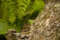 Eastern Chipmunk with Full Cheeks in Forest