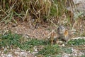 Eastern Chipmunk in the grass