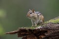 Eastern Chipmunk with its cheek pouches full of food sits on a m