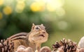 Eastern Chipmunk looks up in an Autumn seasonal scene with room for text above