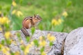 Eastern Chipmunk With Flowering Forsythia Royalty Free Stock Photo