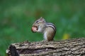 Eastern Chipmunk Sitting on a Log in Fall Holding an Acorn Royalty Free Stock Photo