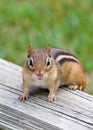 Eastern Chipmunk Sitting on a Porch