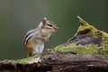 Eastern Chipmunk standing on a mossy log with its cheek pouches Royalty Free Stock Photo