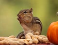 Eastern chipmunk standing next pumpkin licking hands