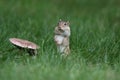 Little Chipmunk Stands up Tall in the Lawn in Fall near a toadstool