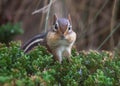 Eastern Chipmunk with Stuffed Cheeks Royalty Free Stock Photo
