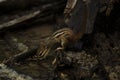 Eastern Chipmunk taking a drink