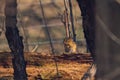 Eastern chipmunk (Tamias striatus) Royalty Free Stock Photo