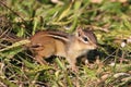 Eastern Chipmunk (Tamias striatus)