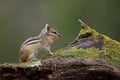 Eastern Chipmunk sitting on a moss-covered log - Ontario, Canada Royalty Free Stock Photo