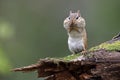 Eastern Chipmunk standing on a mossy log with its cheek pouches