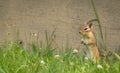 Eastern Chipmunk stands in summer grass and flowers
