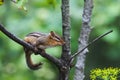 Eastern Chipmunk - Tamias - T. striatus - family: Sciuridae Perchedon a Branch Royalty Free Stock Photo