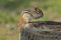 Eastern Chipmunk on a Tree Stump at a Campsite Royalty Free Stock Photo