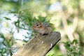 Eastern chipmunk in the woods