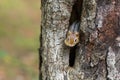 Eastern Chipmunk (Tamias) peeks out from his hiding hole in a tree. Royalty Free Stock Photo