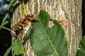 Eastern Cicada Killer - Sphecius speciosus