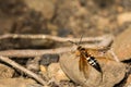 Eastern Cicada Killer