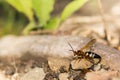 Eastern Cicada Killer