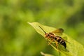 Eastern Cicada Killer